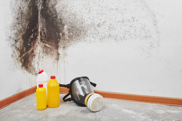 Best Residential Mold Removal  in Webster, TX