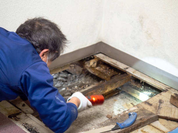 Best Local Mold Removal Service  in Webster, TX