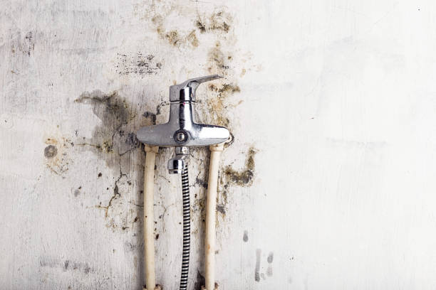 Best Office Mold Removal Services  in Webster, TX