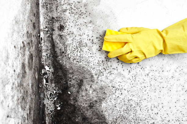 Best Toxic Mold Removal  in Webster, TX