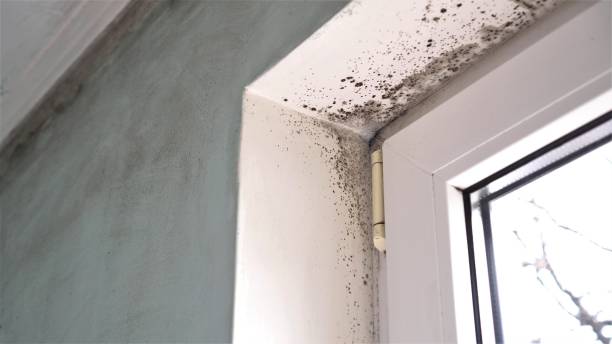 Best Local Mold Removal Service  in Webster, TX
