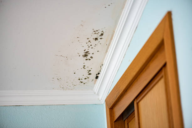 Best Mold Removal Company Near Me  in Webster, TX