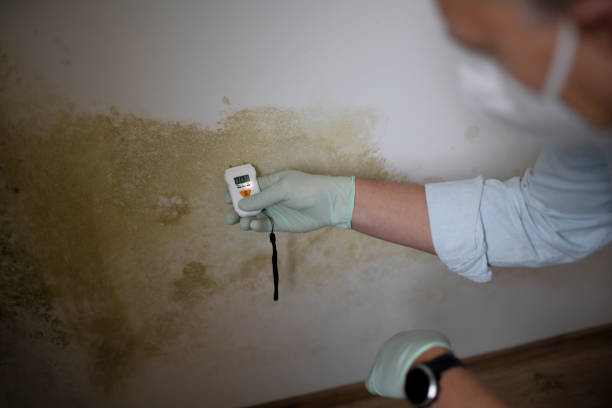 Trusted Webster, TX Mold Removal Experts