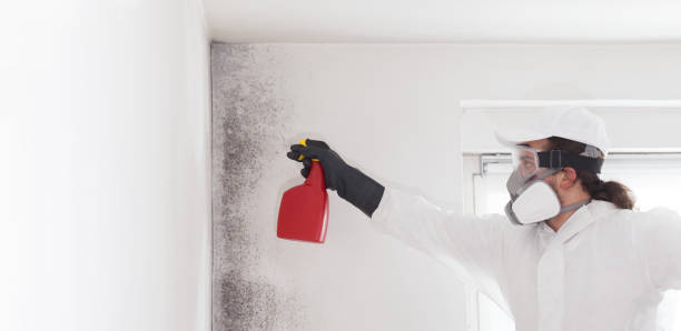 Best Mold Remediation Experts  in Webster, TX