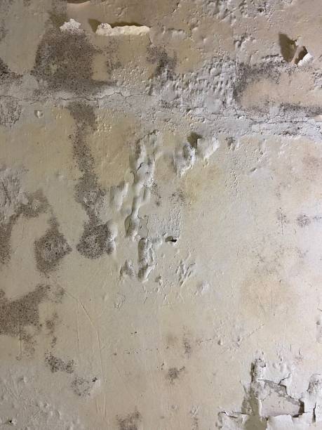 Best Mold Removal and Inspection  in Webster, TX