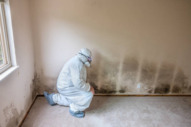 Best Mold Removal Company Near Me  in Webster, TX