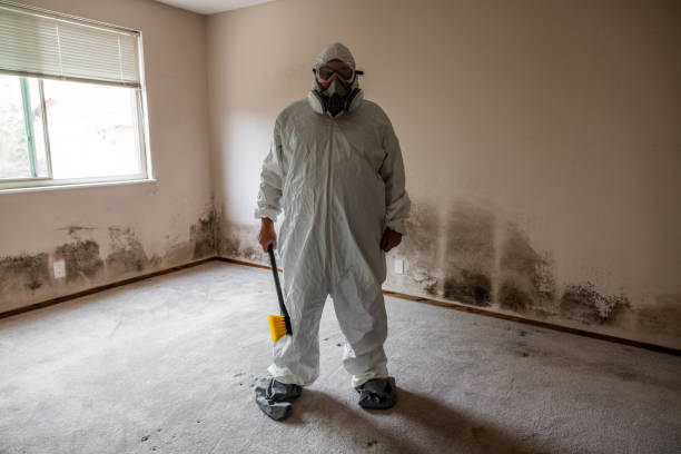 Mold Testing and Removal in Webster, TX