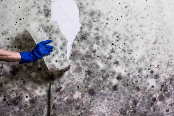 Best Affordable Mold Removal  in Webster, TX