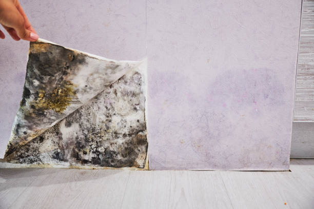 Mold Removal and Inspection in Webster, TX